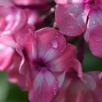41914 Именной сад: сорта цветочных и садовых культур с именем Ольга