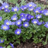 42344 Синие цветы: какие растения можно посадить в синий цветник? ТОП-25 цветов синего цвета