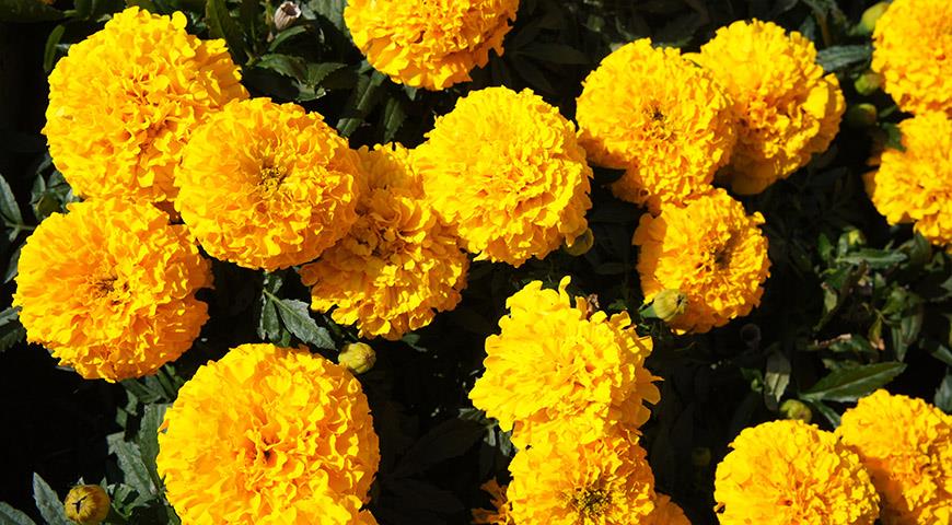 8 видов бархатцев для посадки в цветник: популярные и редкие, красивые и вкусные