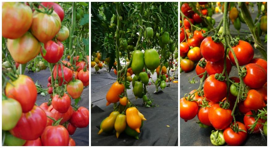 сибирские томаты