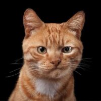 43420 Фотограф снимает примечательные портреты котов, подчеркивающие их личность