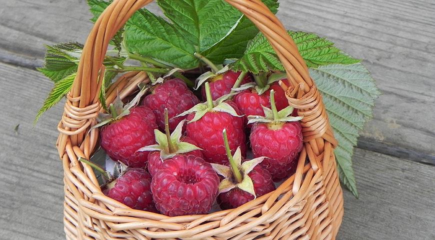 Ремонтантная малина: как получить богатый урожай ягод, личный опыт