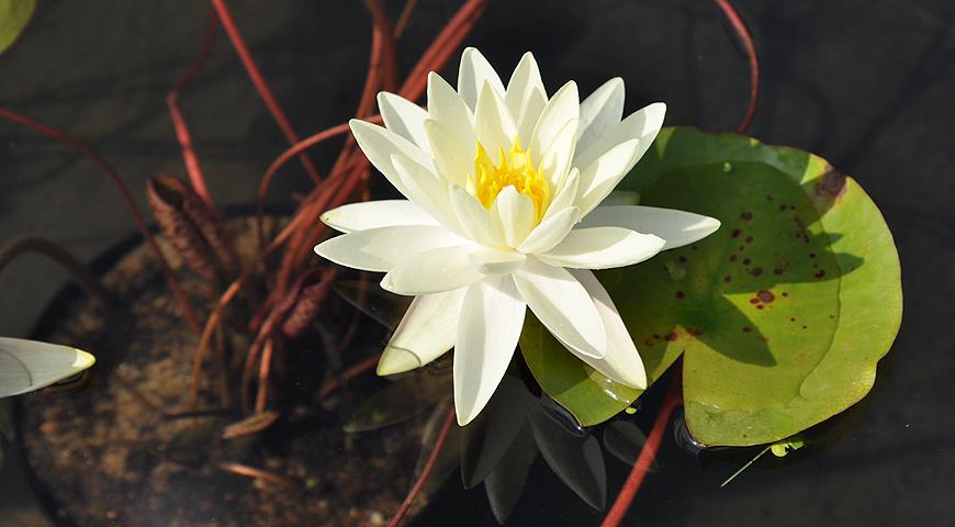 10 вопросов о выращивании водяной лилии, или нимфеи