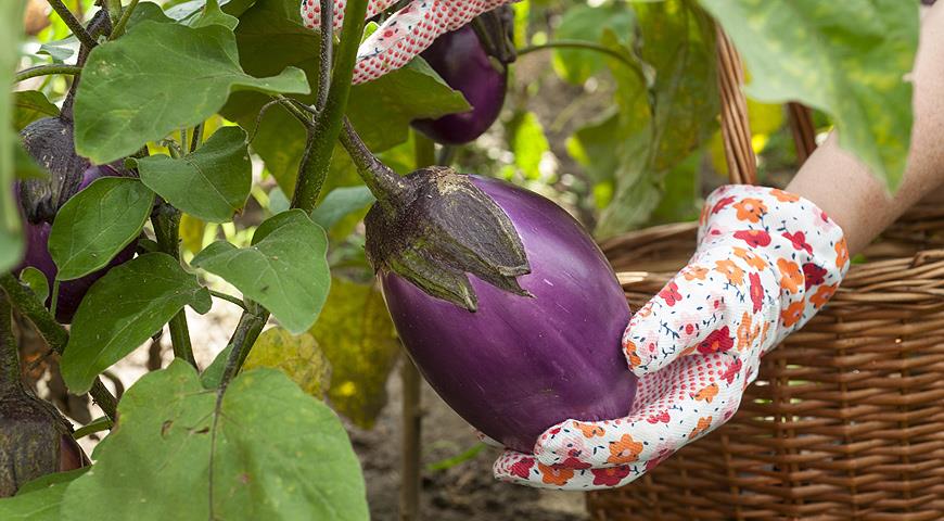 Как сохранить урожай томатов, перцев, баклажанов, огурцов и дынь до самого Нового года
