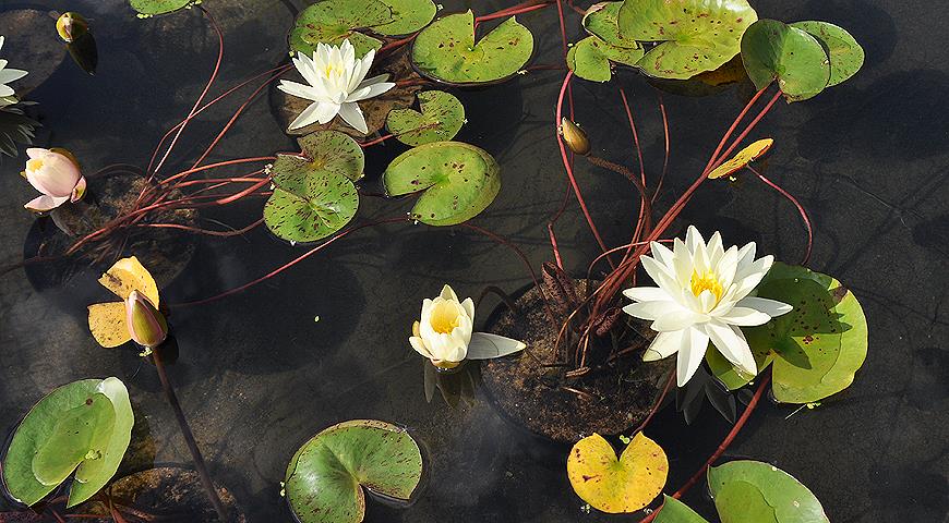10 вопросов о выращивании водяной лилии, или нимфеи