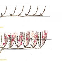 45876 Обрезка винограда: кордонная формировка сильнорослых сортов