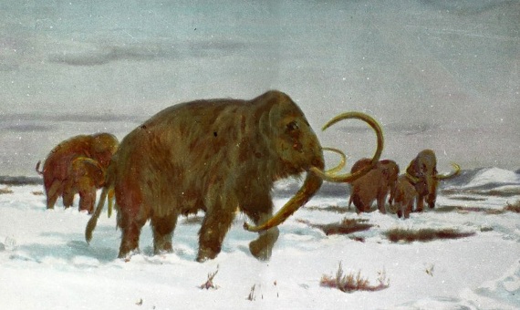 Возрождение мамонтов не нужно: России лучше снова стать родиной слонов