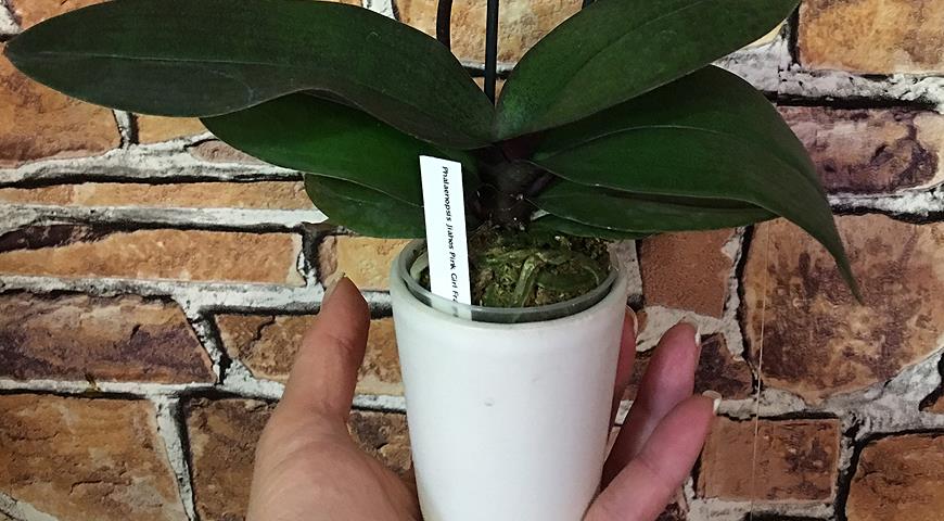 Как правильно поливать орхидеи: советы Елены Костровой, коллекционера редких растений