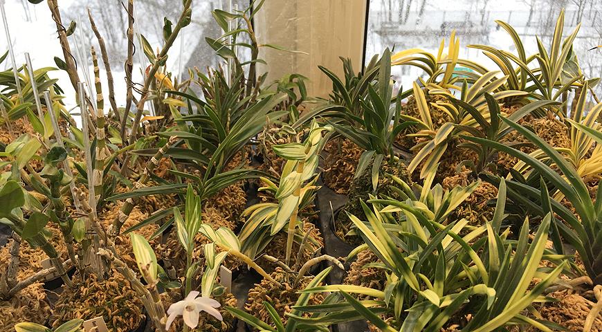 Как правильно поливать орхидеи: советы Елены Костровой, коллекционера редких растений