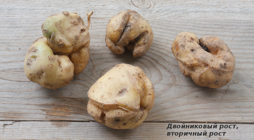 Двойниковый рост картофеля