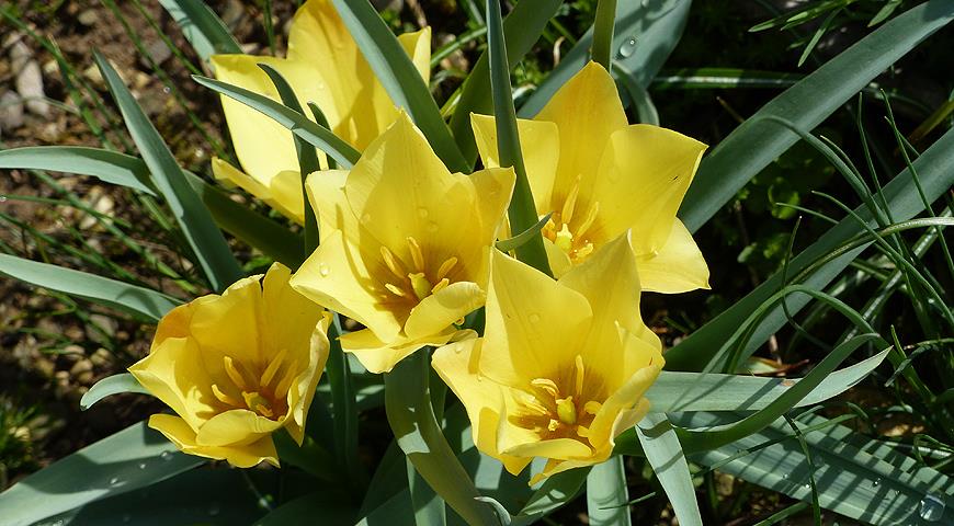 Разнообразие ботанических тюльпанов: выбираем для посадки в саду