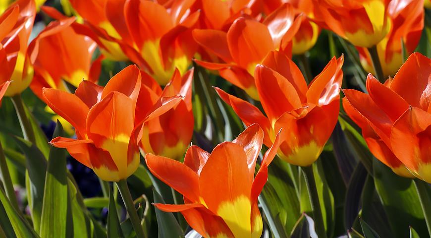 Разнообразие ботанических тюльпанов: выбираем для посадки в саду