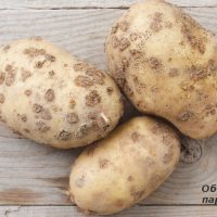 46412 Болезни картофеля: осматриваем клубни, определяем проблему и лечим, все проблемы с фото