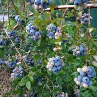 46025 Голубика садовая: мои секреты невероятных урожаев