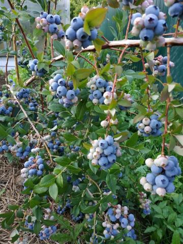 Голубика садовая: мои секреты невероятных урожаев
