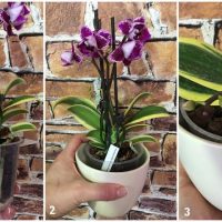 46725 Как правильно поливать орхидеи: советы Елены Костровой, коллекционера редких растений