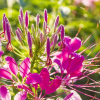 46201 Клеома - необычное растение паучок для вашего цветника: пора сеять под зиму
