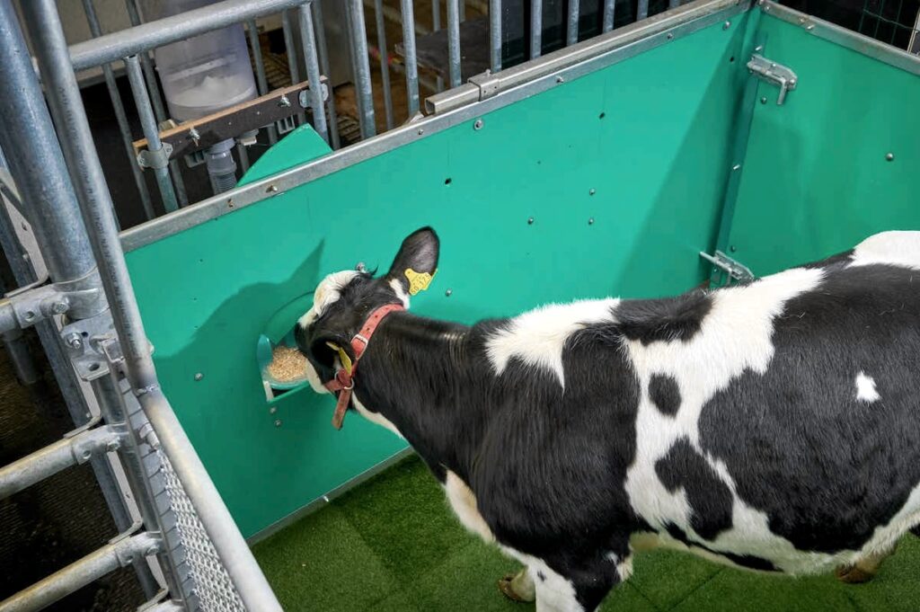 Коров приучили «к горшку» ради борьбы с глобальным потеплением