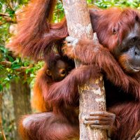 46727 При помощи сигналов орангутанов ученые показали, как мог развиваться человеческий язык