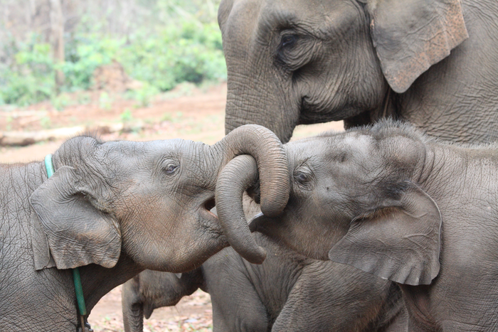 Слонам пошло на пользу наличие в популяции старших сестер и братьев