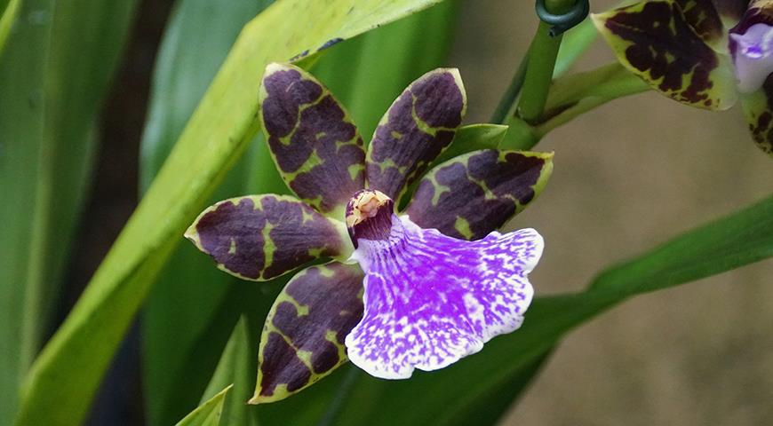 46664 Зигопеталум - фиолетовая орхидея для комнатного цветоводства: все особенности выращивания