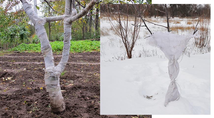 Как защитить кору молодых плодовых деревьев от грызунов и морозов?