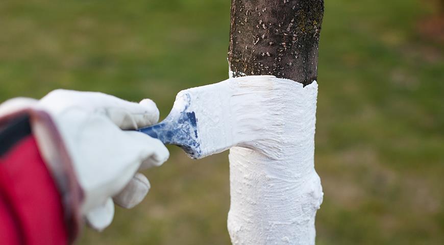 Как защитить кору молодых плодовых деревьев от грызунов и морозов?