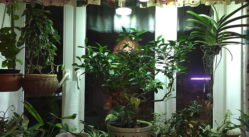 47319 Зимняя досветка комнатных растений и рассады: как правильно выбрать фитолампу?