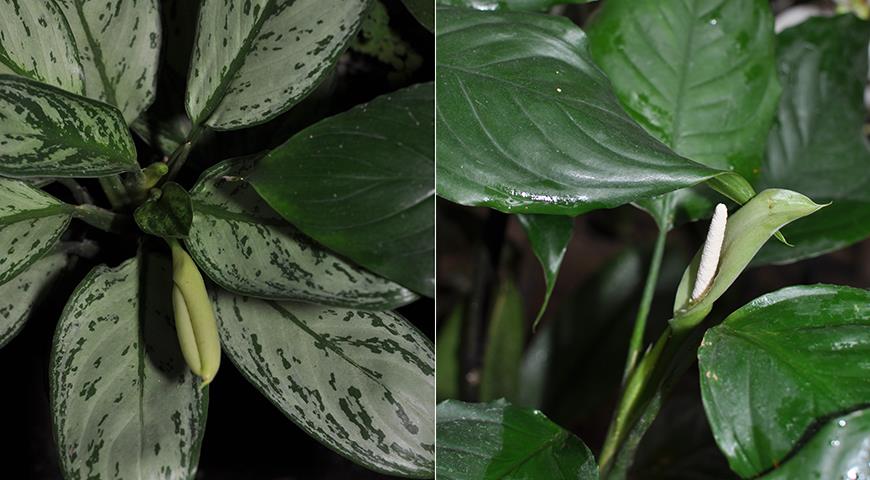 Аглаонема — чудесное растение с красивыми листьями для выращивания дома и в офисе