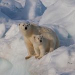 48158 Атаку белого медведя на северного оленя в море впервые удалось снять на видео