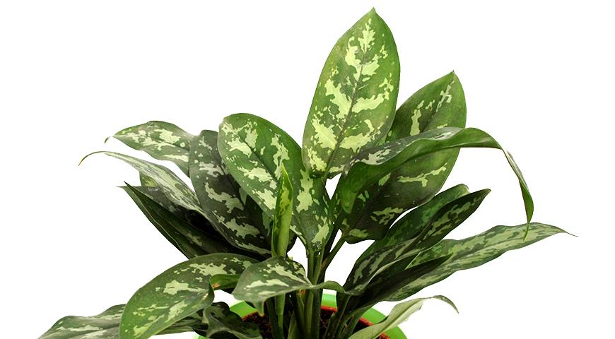 Аглаонема &#8212; чудесное растение с красивыми листьями для выращивания дома и в офисе