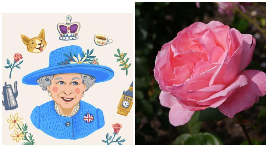роза Queen Elizabeth