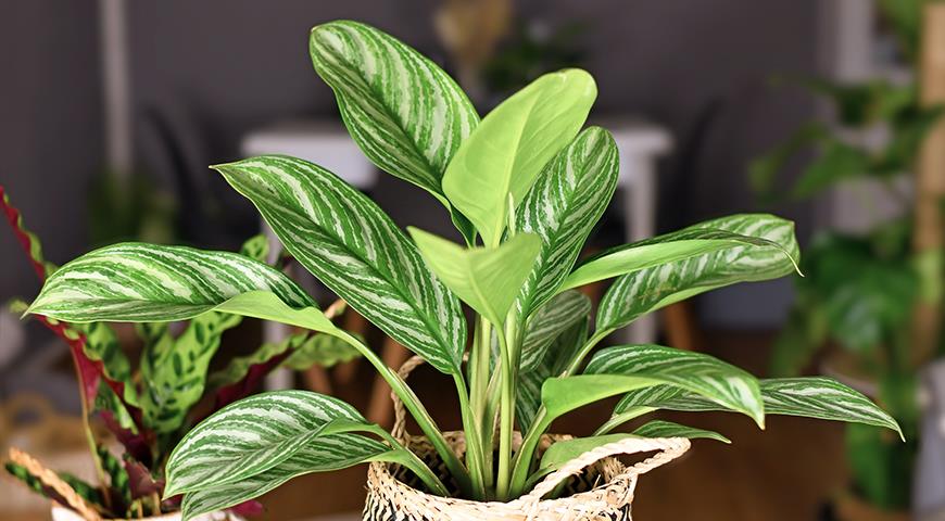 Аглаонема &#8212; чудесное растение с красивыми листьями для выращивания дома и в офисе