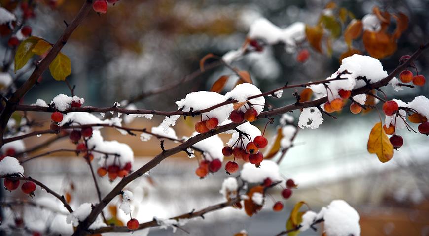 Когда ждать первый снег в Московском регионе и что делать с растениями?