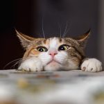 47722 Эксперимент показал, как кошки следят за своими хозяевами, даже не видя их