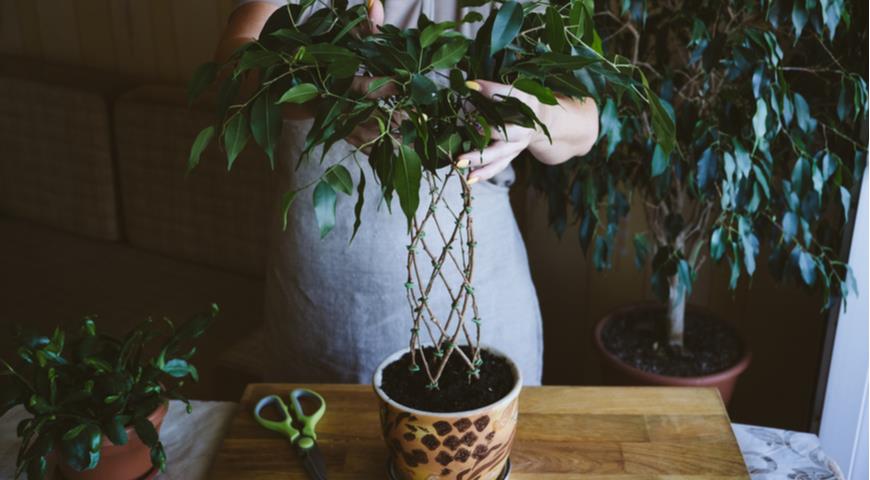 47693 Фикус Бенджамина: как вырастить красивое растение в домашних условиях