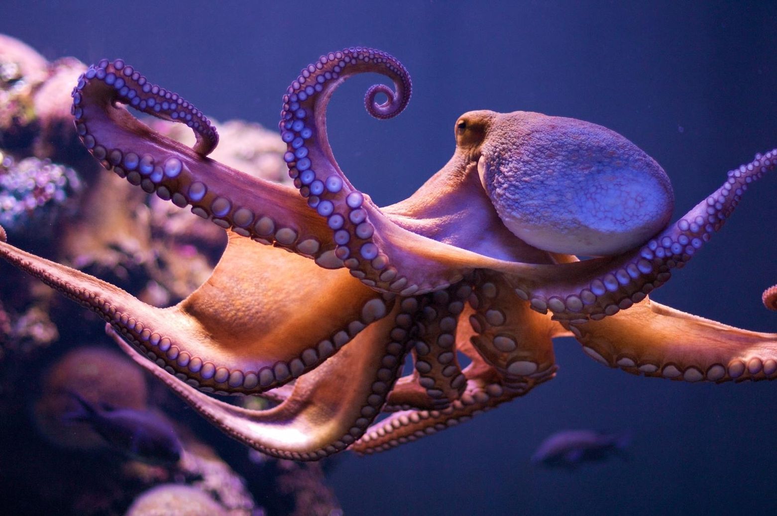 Интеллект осьминогов оказался зависимым от окружающей среды