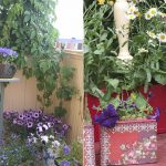 47554 Как устроить сад на балконе городской квартиры: идеи от Ольги Вороновой