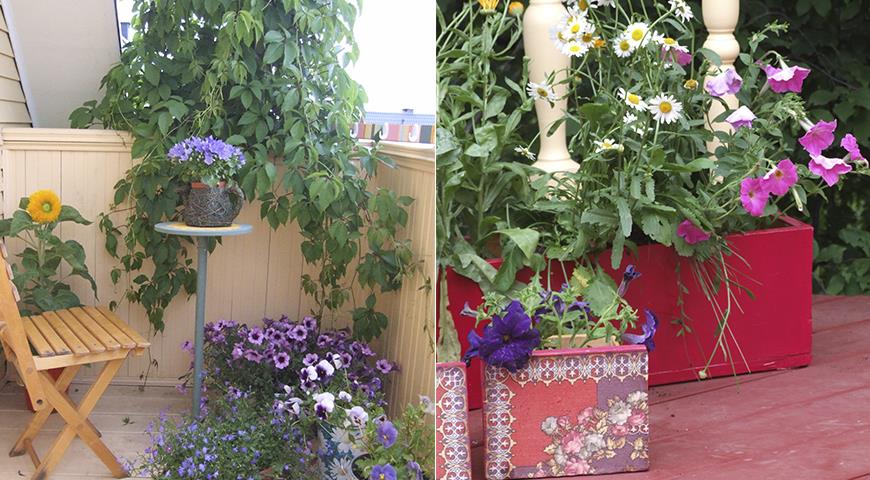 Как устроить сад на балконе городской квартиры: идеи от Ольги Вороновой