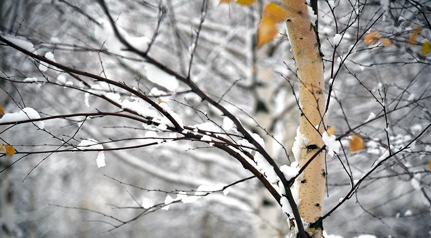 Когда ждать первый снег в Московском регионе и что делать с растениями?