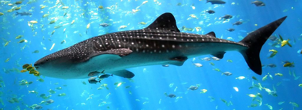 47593 Рыбы используют живых акул как средство ухода за телом