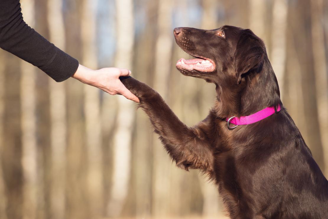 Собаки оказались способны вычленять слова из непрерывного потока речи