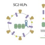 47606 Ученые связали заразность дельта-штамма SARS-CoV-2 с малозаметной мутацией N-белка