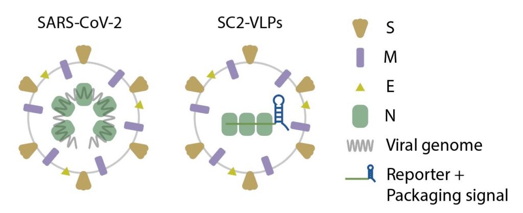 47606 Ученые связали заразность дельта-штамма SARS-CoV-2 с малозаметной мутацией N-белка