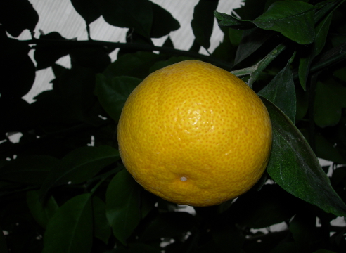 выращивание апельсина в домашних условиях, как получить урожай апельсинов в квартире, Апельсин сорт Королек