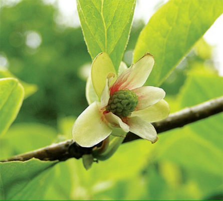 Лимонник китайский: описание растения и рекомендации по уходу