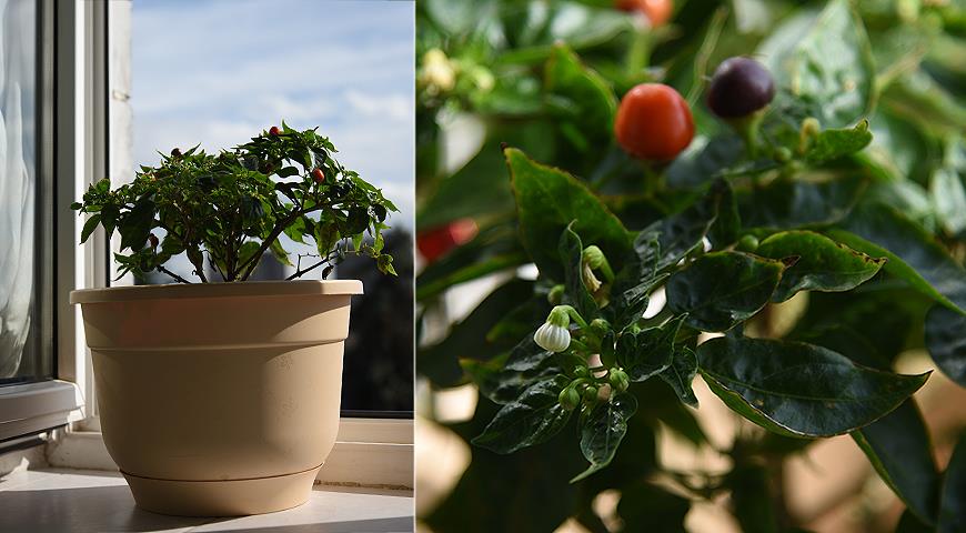 Острый декоративный перец в горшке: как вырастить острый перчик из семян дома в 2022 году