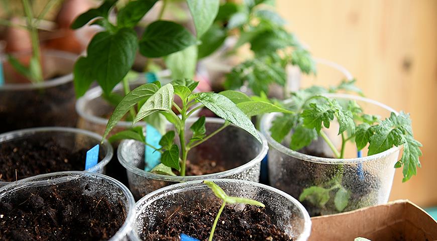 Острый декоративный перец в горшке: как вырастить острый перчик из семян дома в 2022 году
