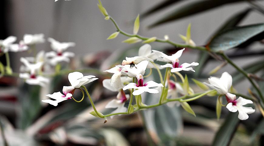 Орхидея каланта &#8212; рождественская орхидея