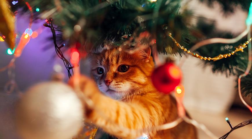 Домашние животные и елка: какие опасности таит в себе новогодняя елка для домашних котиков и собак